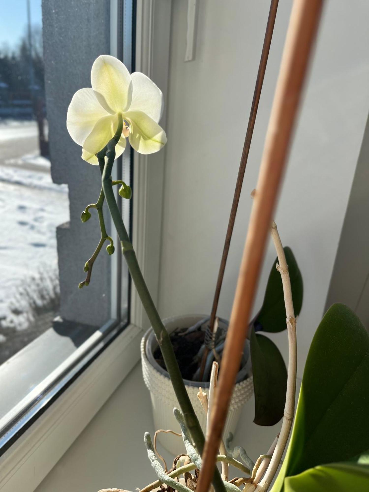 Apartament Numer 1, Dwie Sypialnie Dwa Lozka Orzysz Exteriör bild